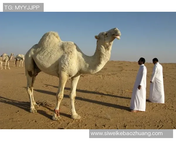 沙特阿拉伯男足球星崛起之路：从国内赛场到国际舞台的辉煌历程